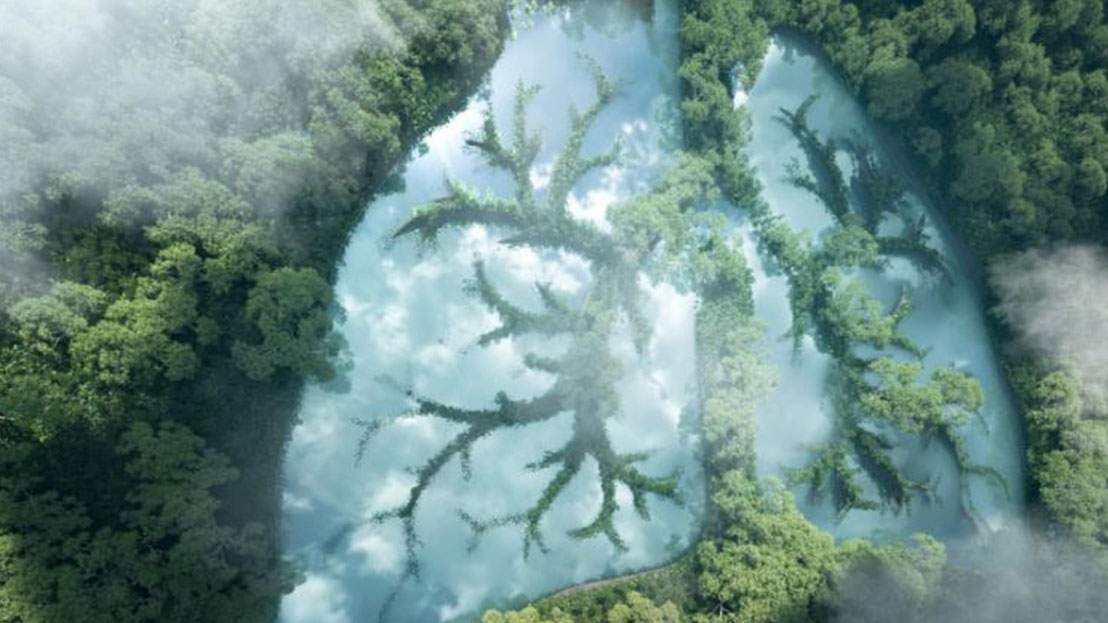 Drawing of the forest canopy with white lungs superimposed