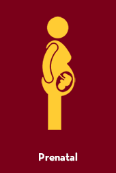 outline drawing of a woman with a baby attached by a cord to her womb with the word prenatal underneath