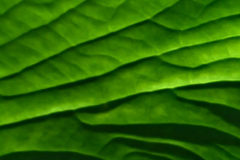 underside of a green leaf