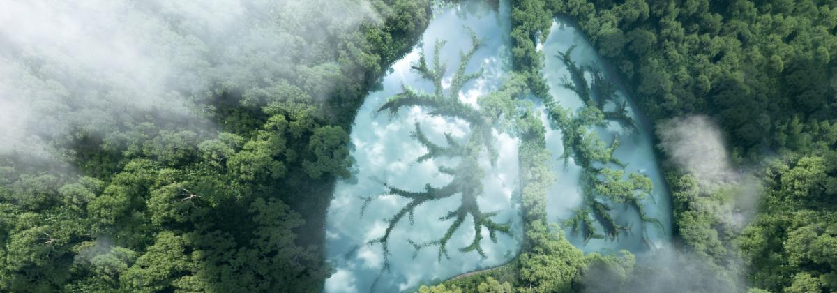 An artistic rendering of a forest from a birds-eye view, with lungs made of clouds in the trees